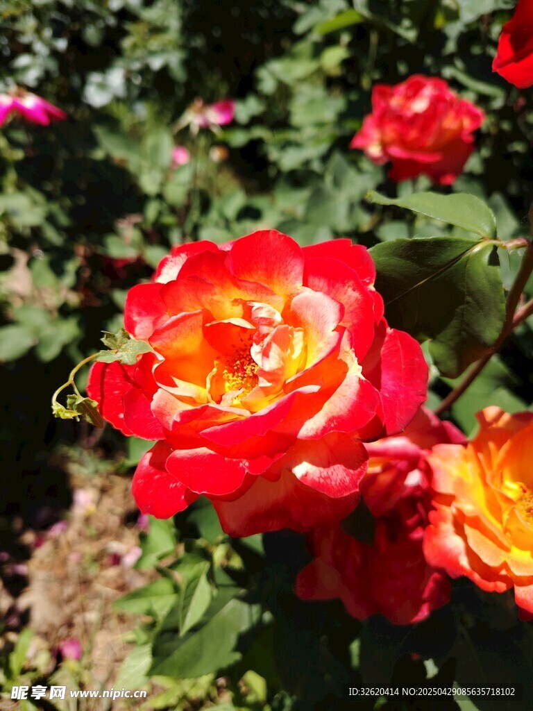 月季花