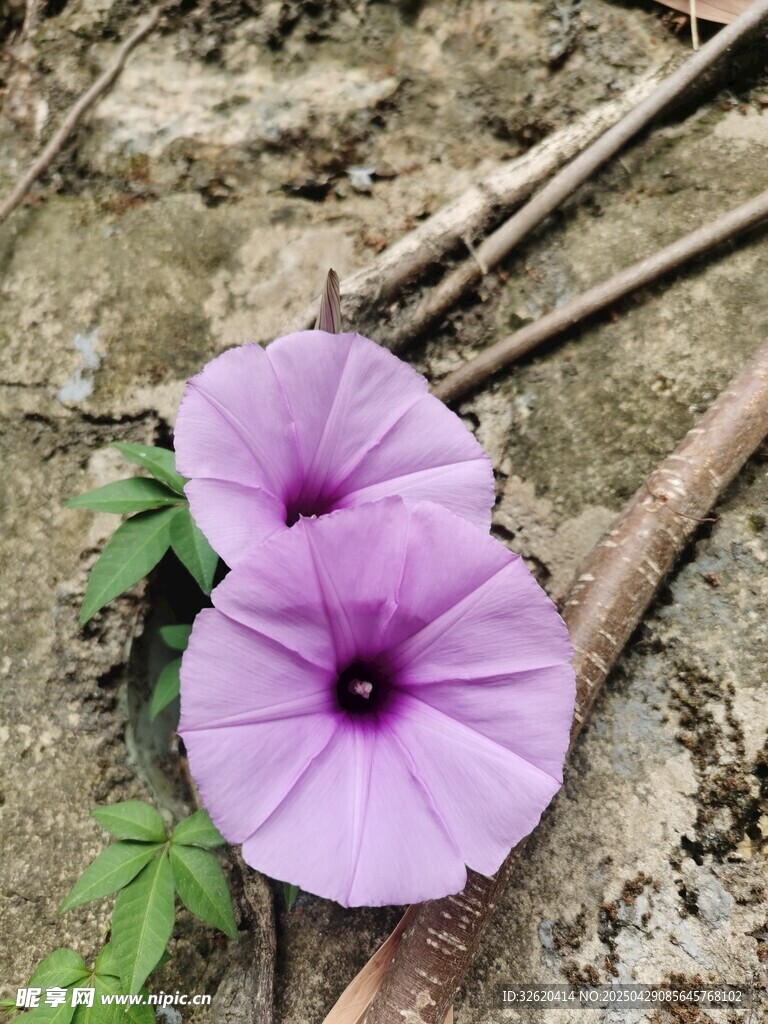 牵牛花