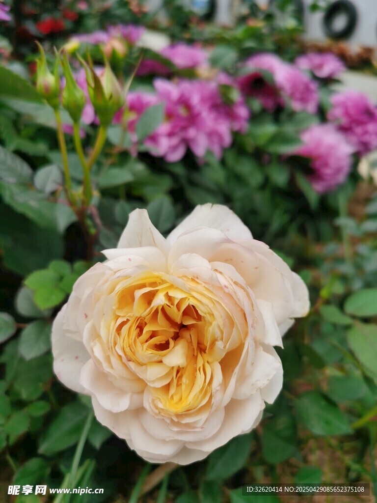 白玫瑰
