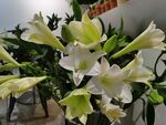 百合花