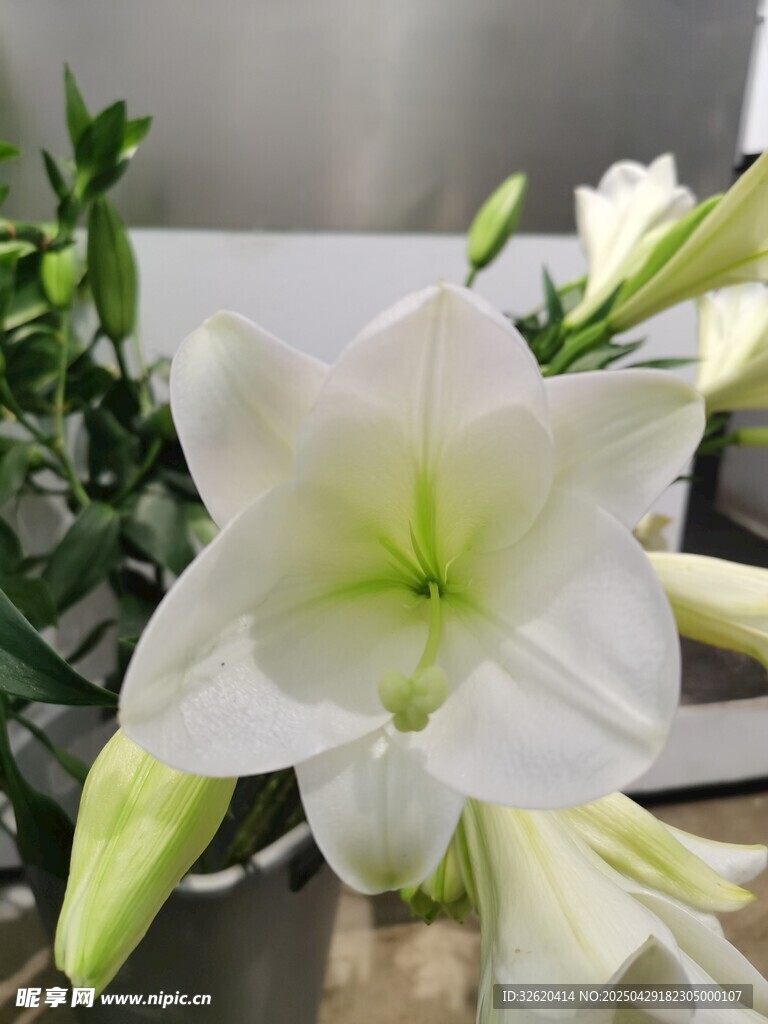 百合花