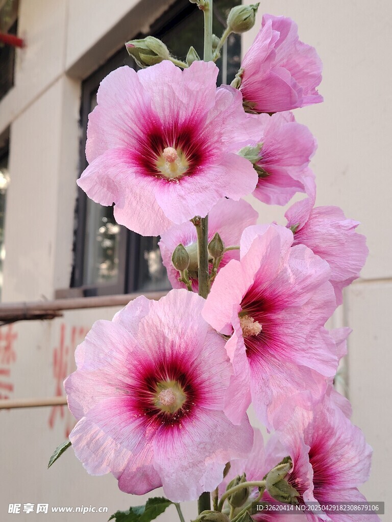 蜀葵花
