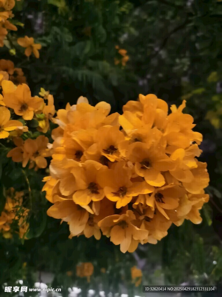 决明