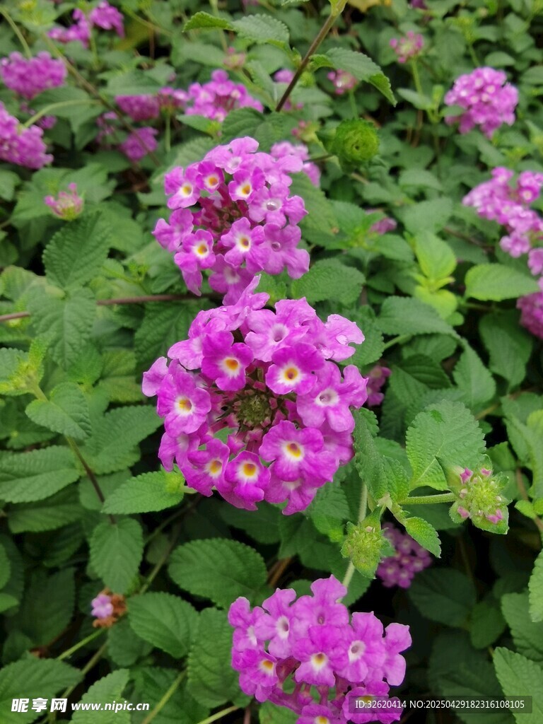 马缨丹