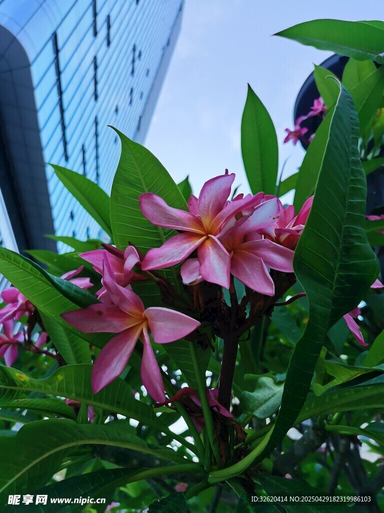 鸡蛋花