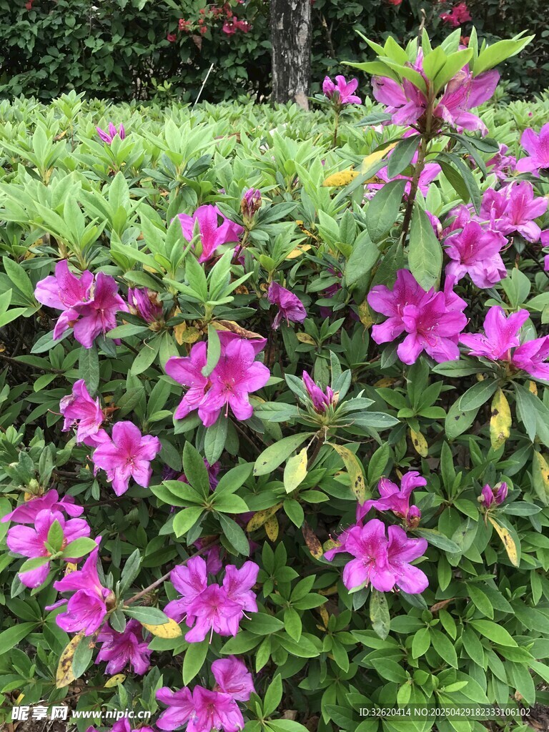 杜鹃花