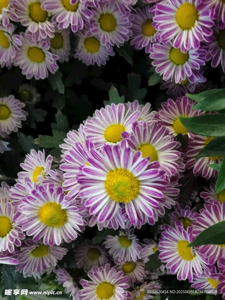 菊花