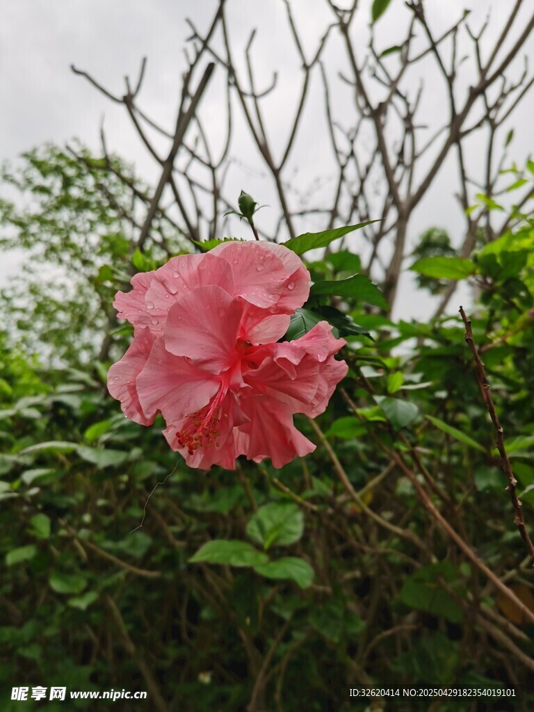 木槿花