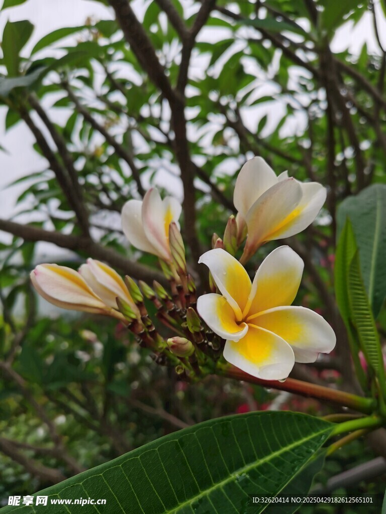 鸡蛋花