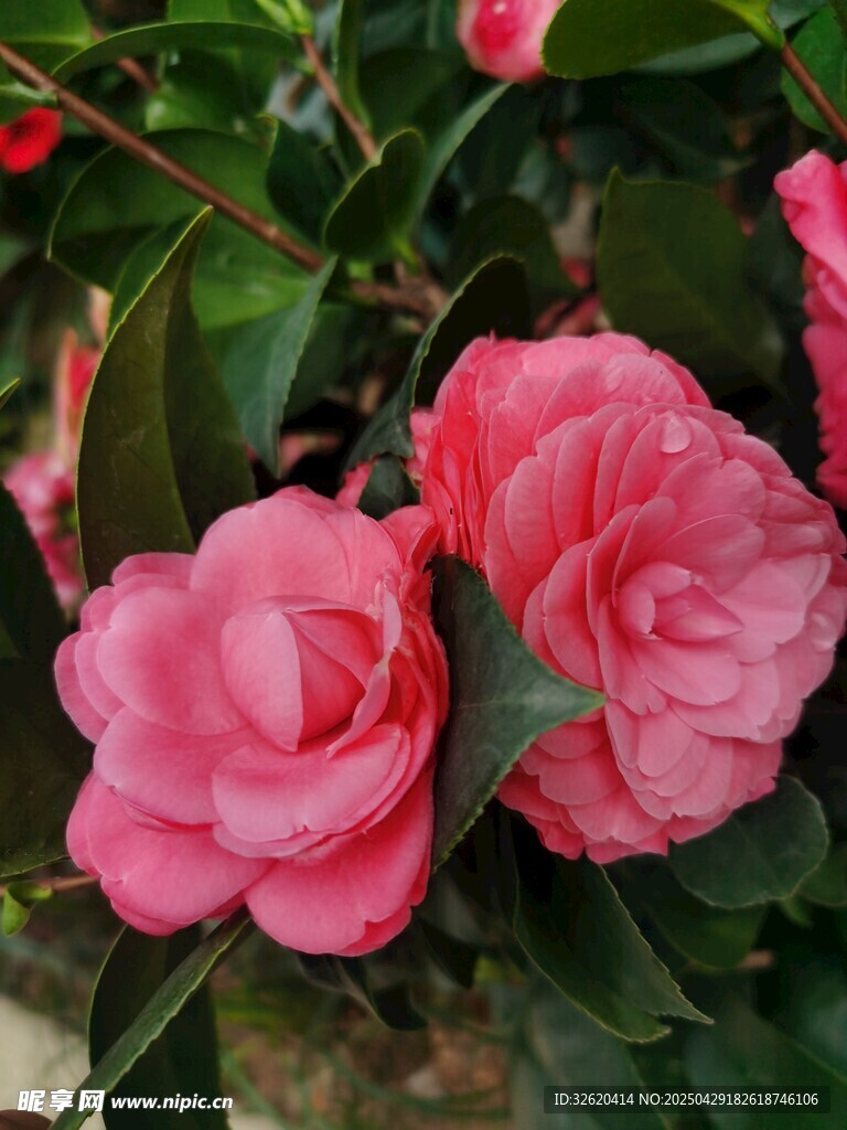 山茶花