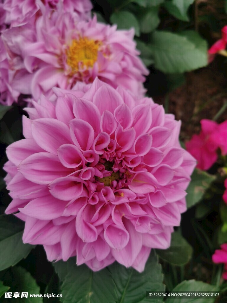 大丽花