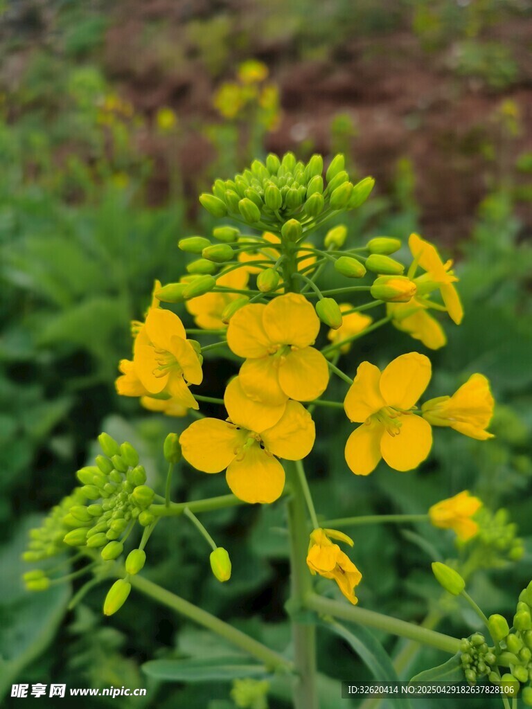 油菜花