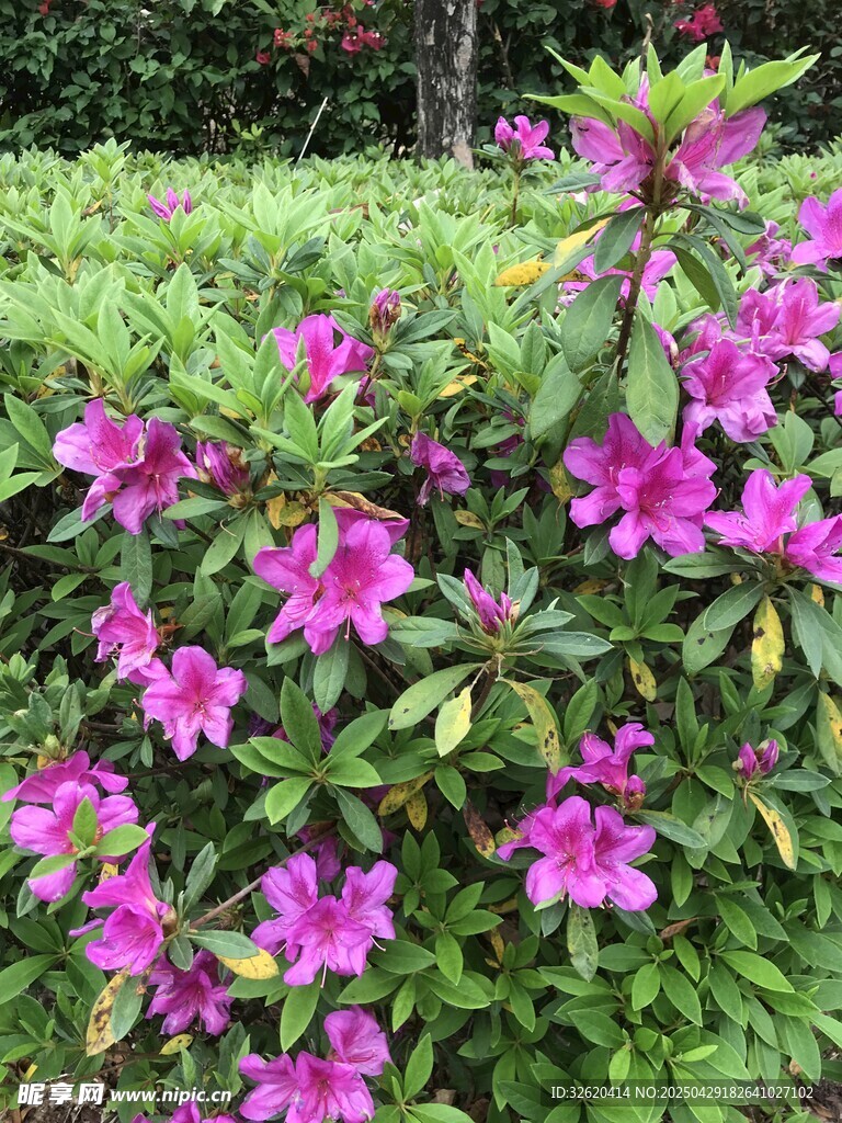 杜鹃花