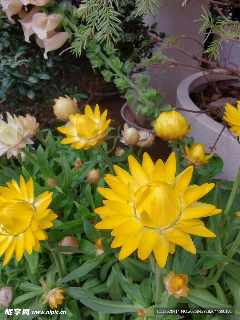 麦秆菊