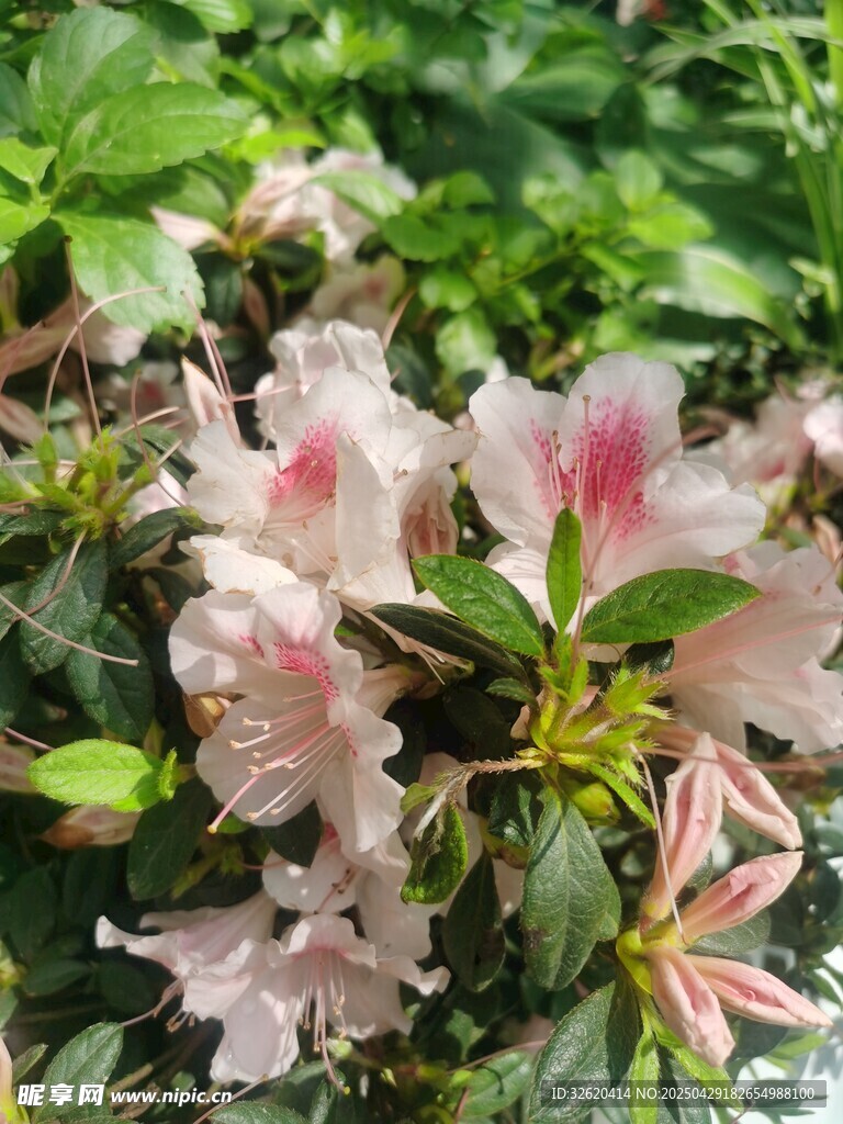 杜鹃