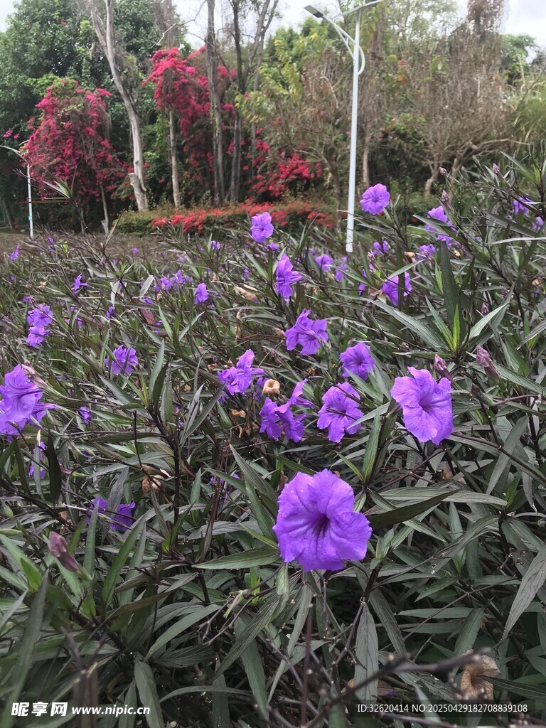牵牛花