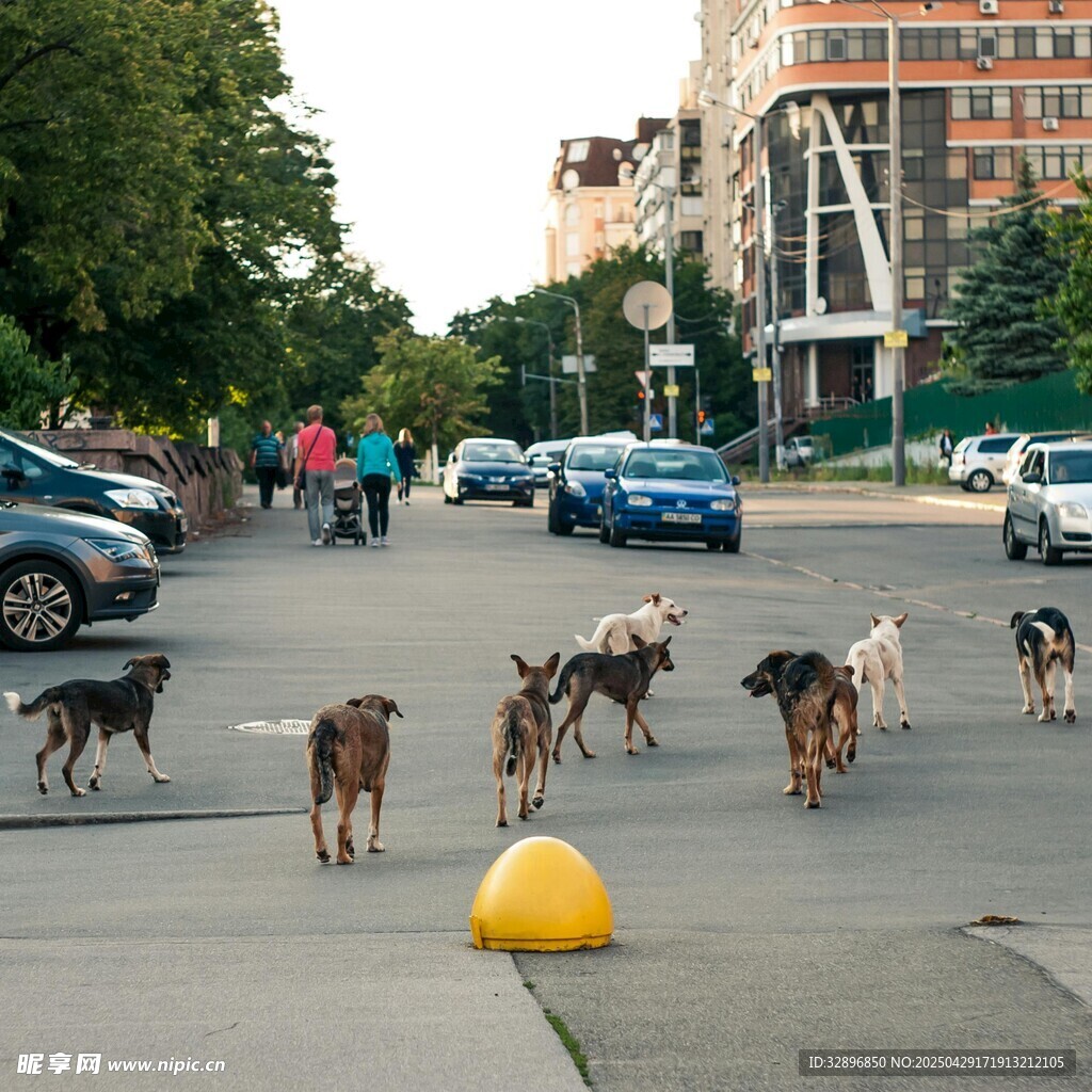 街头群犬与黄色障碍物