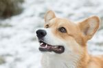 雪地中的可爱柯基犬