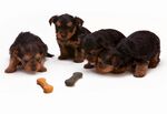 可爱幼犬与零食