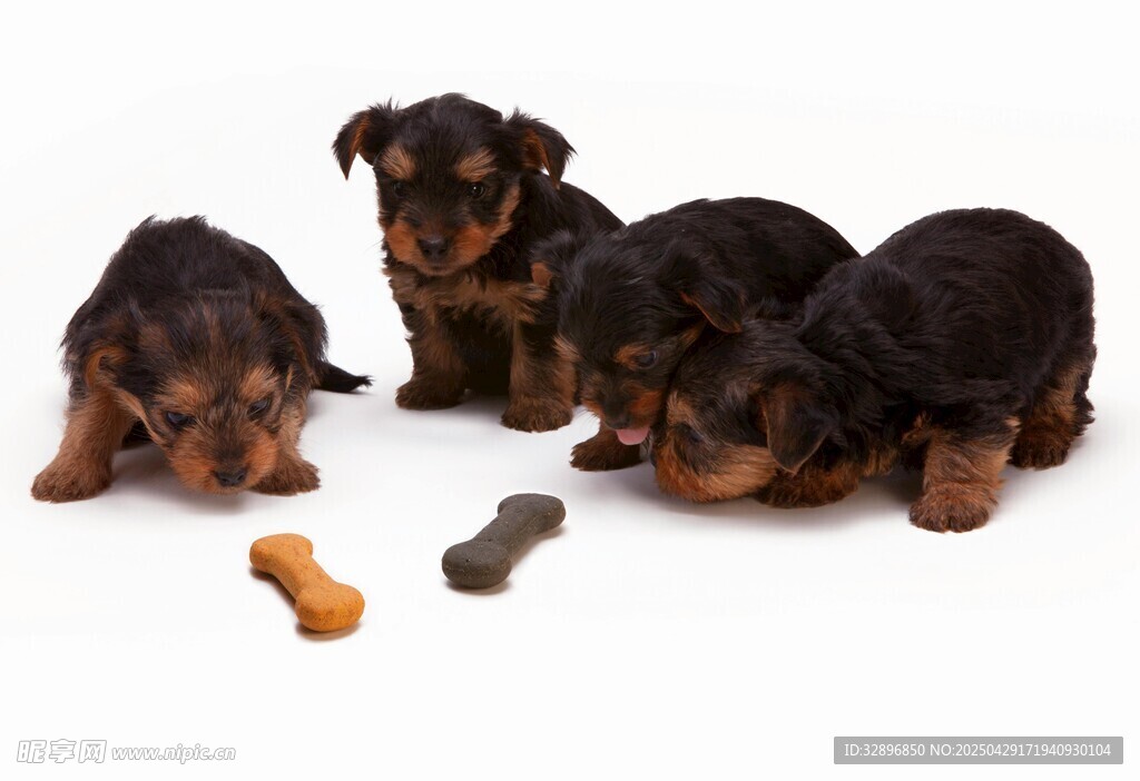 可爱幼犬与零食