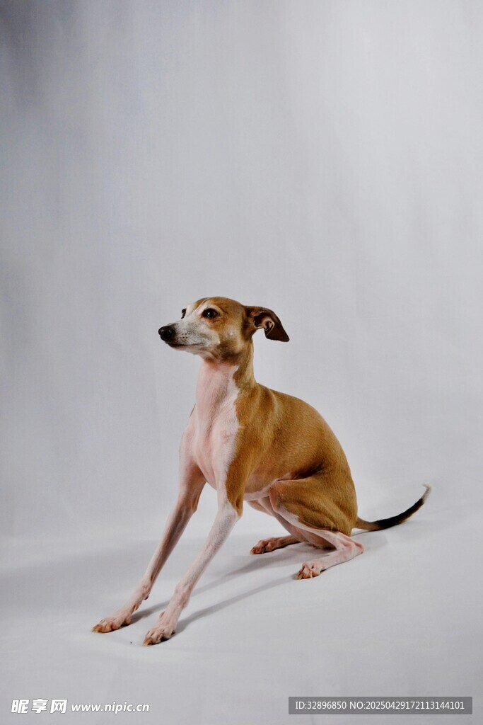 坐立的灵缇犬