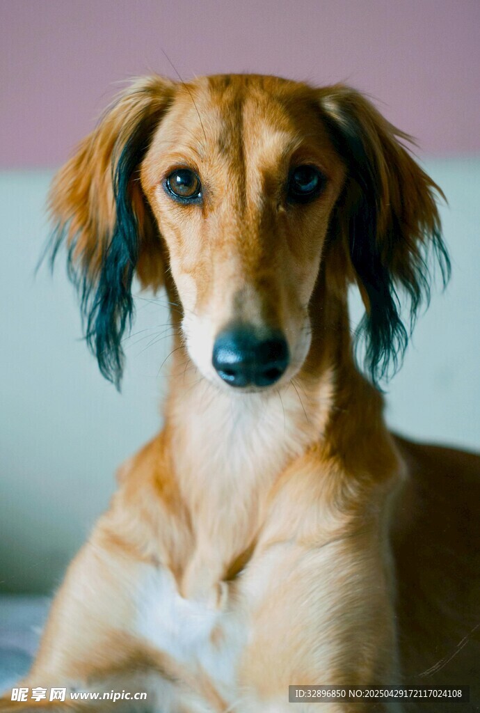 可爱长毛犬安静趴坐
