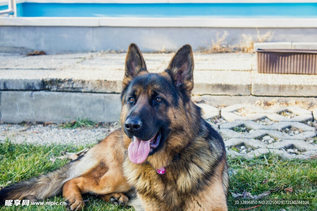 德国牧羊犬惬意躺卧草地