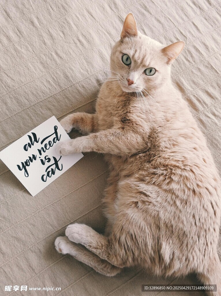 猫咪