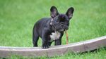 草地上的法国斗牛幼犬