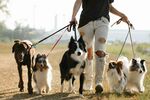 一人牵多犬漫步户外