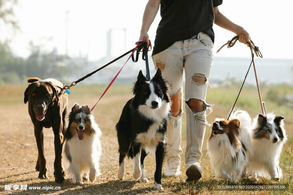一人牵多犬漫步户外