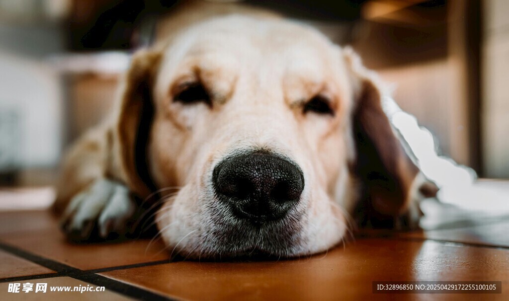 趴着休息的可爱小猎犬