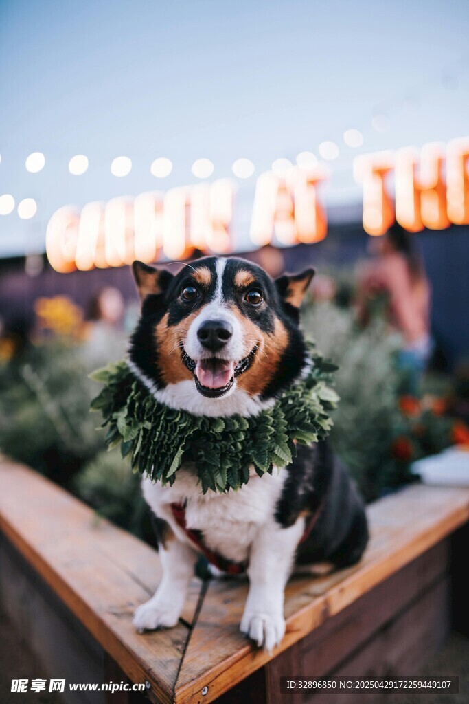 戴花环的可爱柯基犬