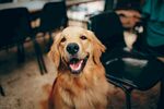 金毛犬