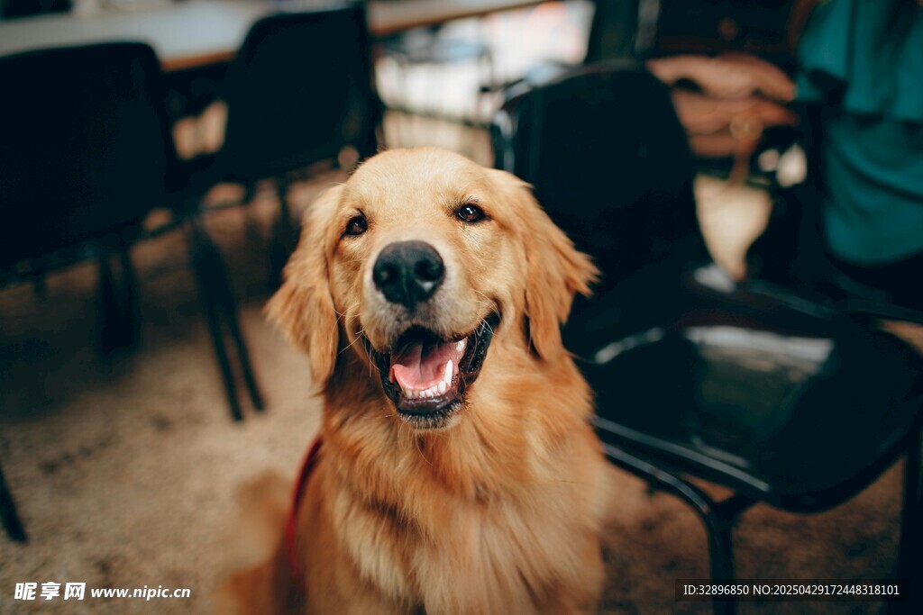 金毛犬