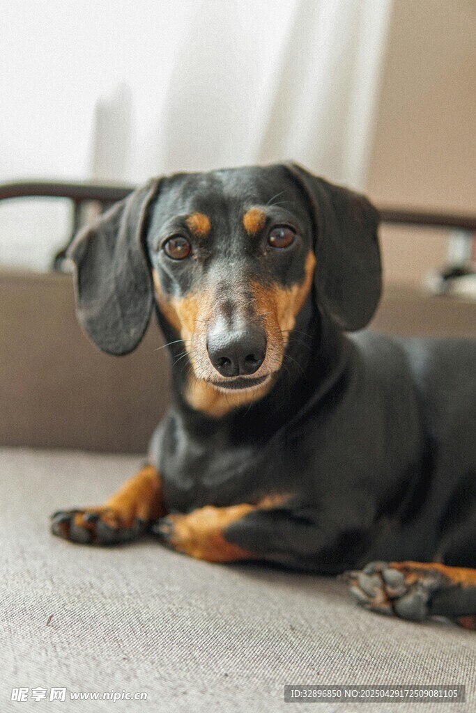 趴着的可爱腊肠犬