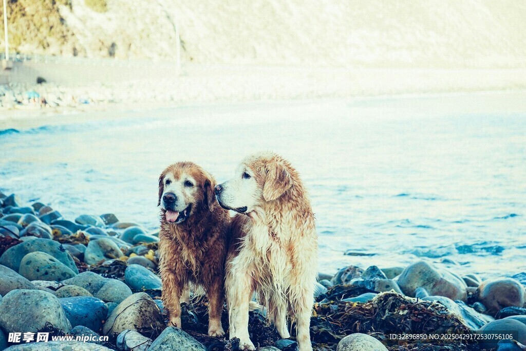 海边双犬立于礁石之上