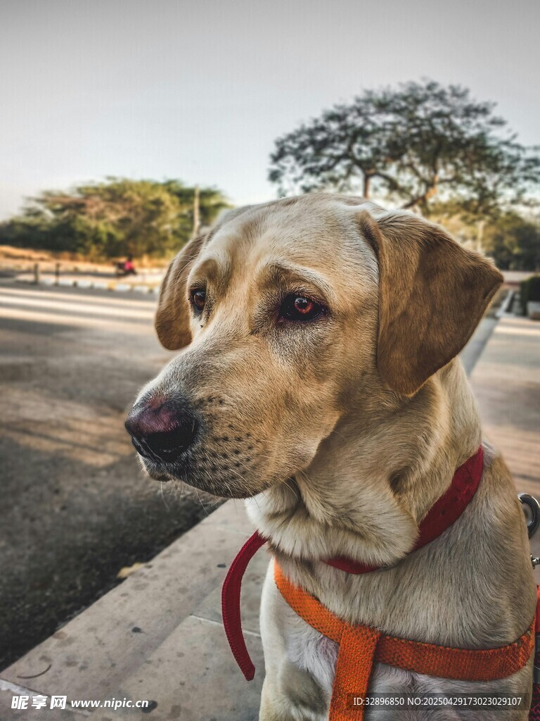 路边的拉布拉多犬