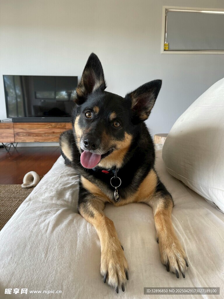 惬意趴卧的可爱德国牧羊犬