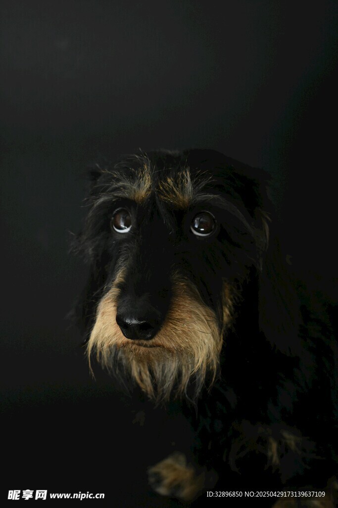 可爱长毛腊肠犬特写