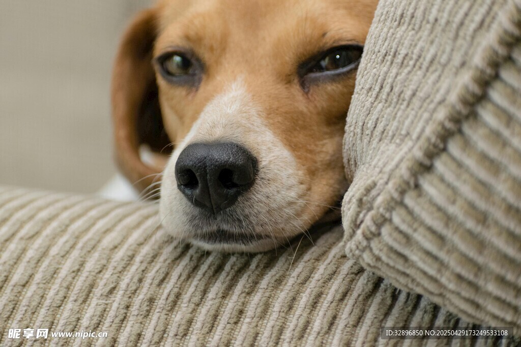 比格犬慵懒靠在沙发上