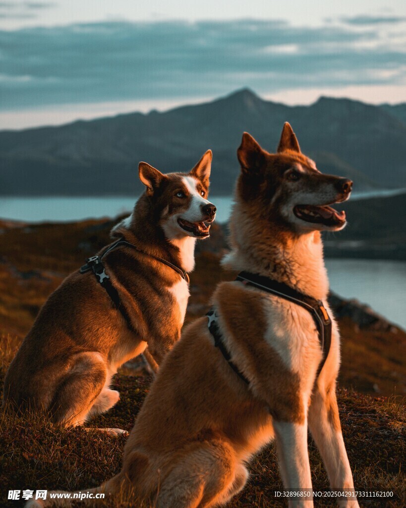 双犬坐于美景中