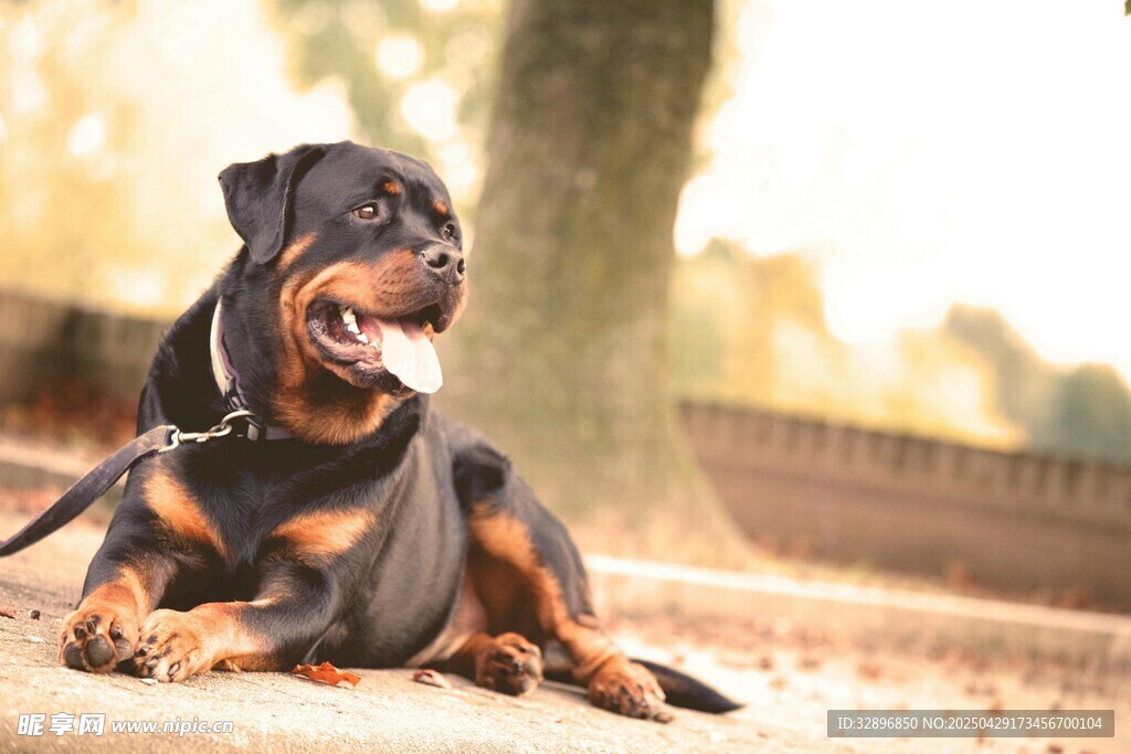 可爱杜宾犬惬意趴坐