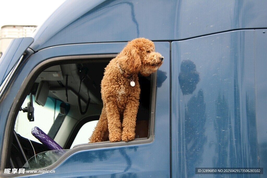 窗边萌犬探身望世界