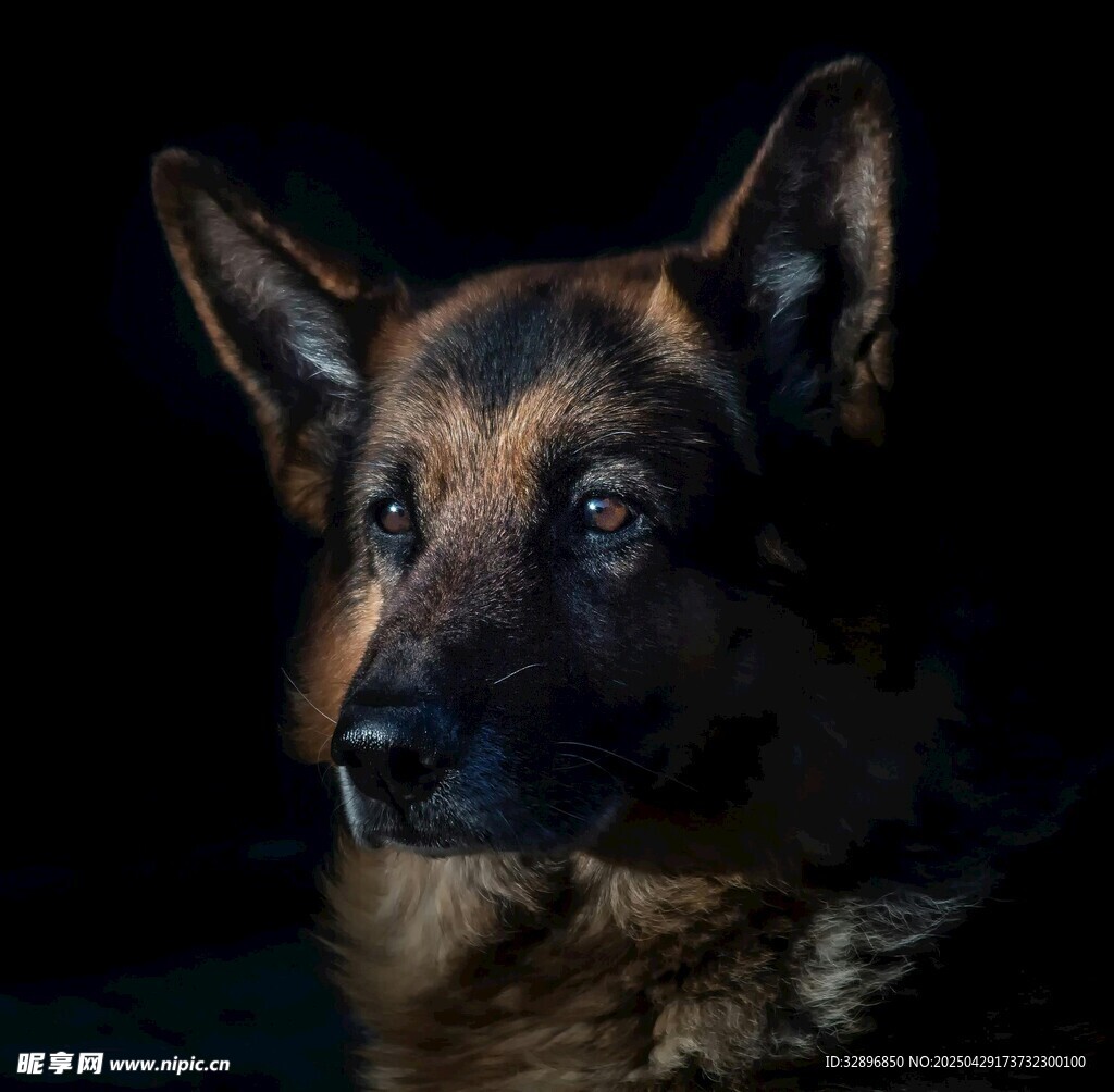 德国牧羊犬特写