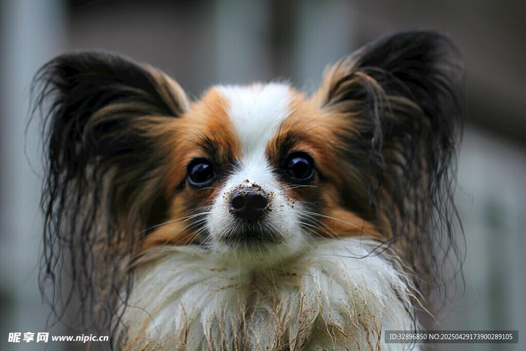 可爱蝴蝶犬特写