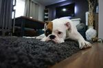 趴着的萌态斗牛犬