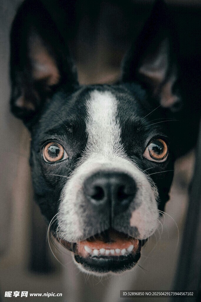 可爱波士顿梗犬萌趣瞬间