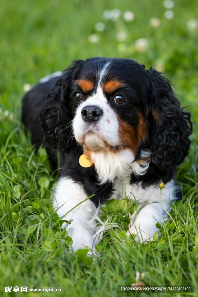 查理士王小猎犬趴于草地