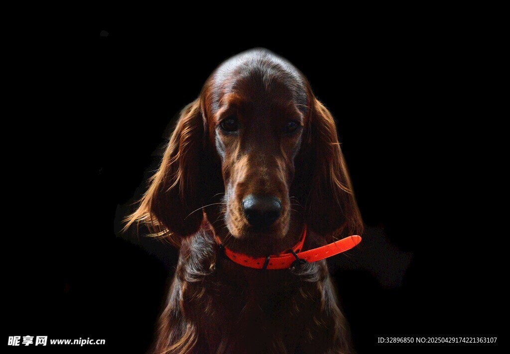 戴红项圈的长毛猎犬